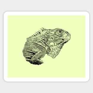 Iguana Sticker